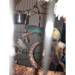 budgies and cage and accessories