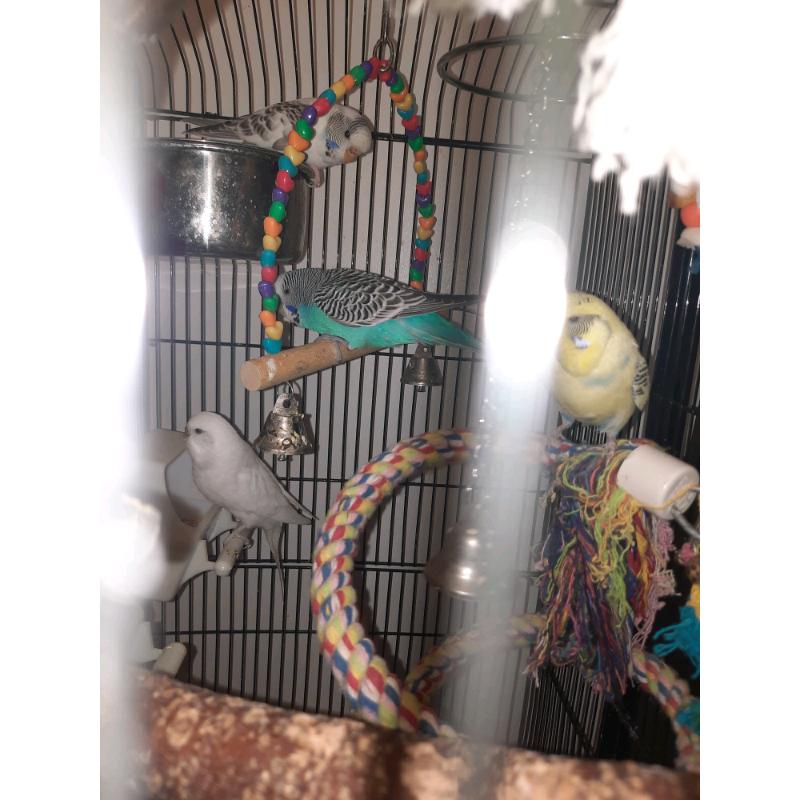budgies and cage and accessories