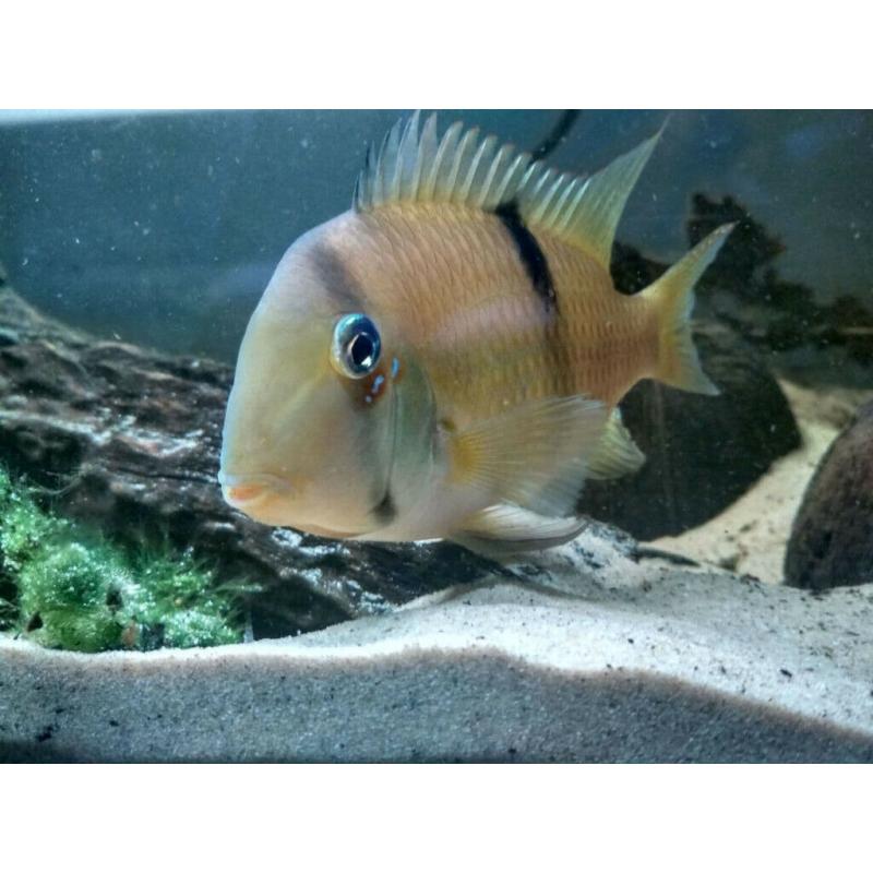 FISH! Guianacara cichlid babies