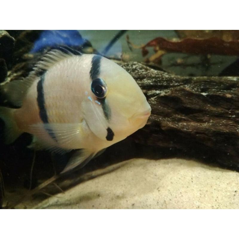 FISH! Guianacara cichlid babies