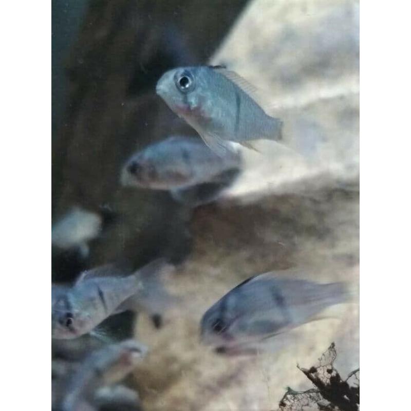 FISH! Guianacara cichlid babies