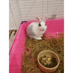 Neatherland Dwarf Rabbit Male and Supplies