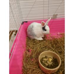 Neatherland Dwarf Rabbit Male and Supplies