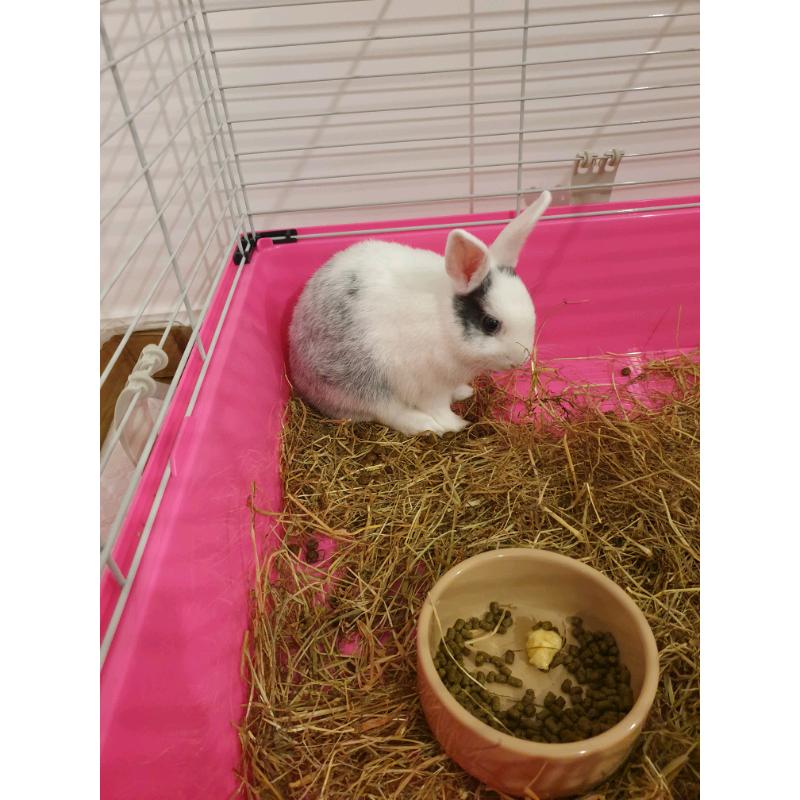 Neatherland Dwarf Rabbit Male and Supplies