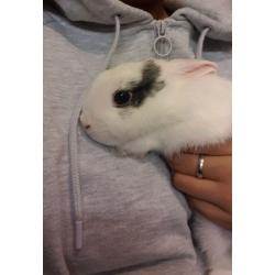 Neatherland Dwarf Rabbit Male and Supplies