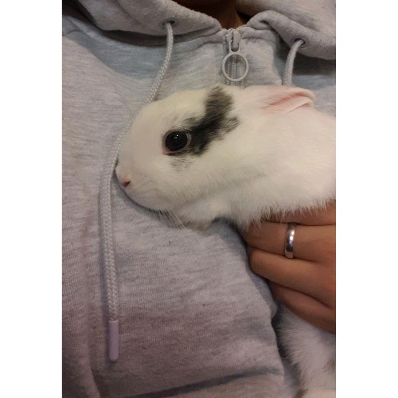 Neatherland Dwarf Rabbit Male and Supplies