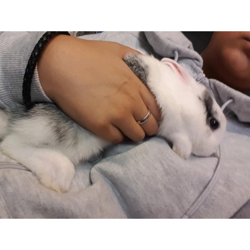 Neatherland Dwarf Rabbit Male and Supplies