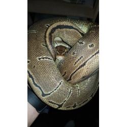 Reptiles for sale