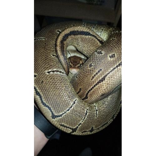 Reptiles for sale