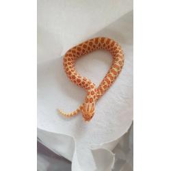 Reptiles for sale