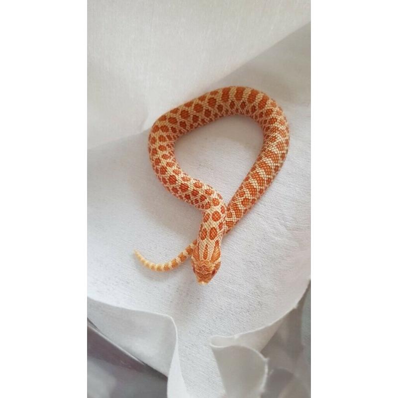 Reptiles for sale
