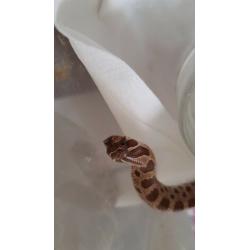 Reptiles for sale