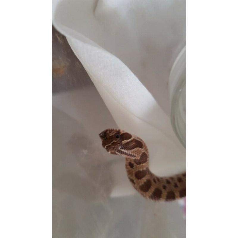Reptiles for sale