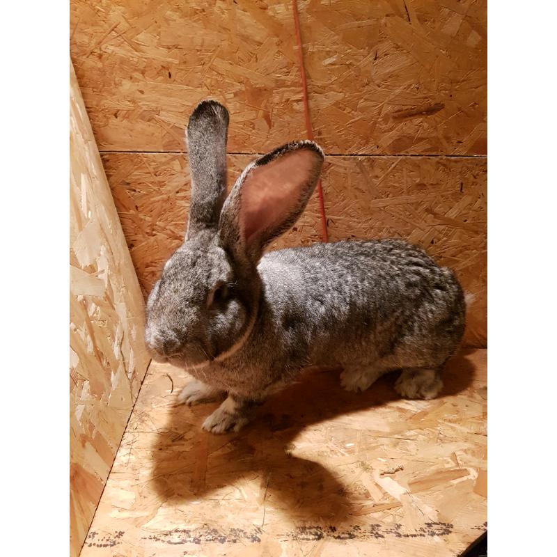 Continental giants rabbit for sale