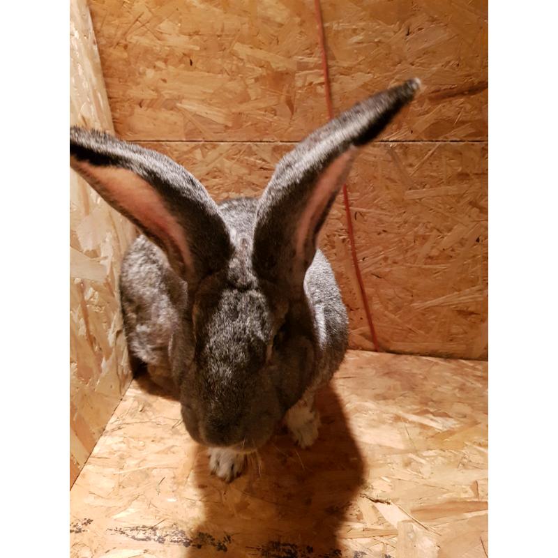 Continental giants rabbit for sale