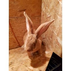 Continental giants rabbit for sale