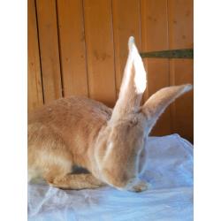 Continental giants rabbit for sale