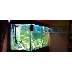 Fluval Roma 200 for sale