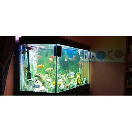 Fluval Roma 200 for sale