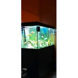 Fluval Roma 200 for sale