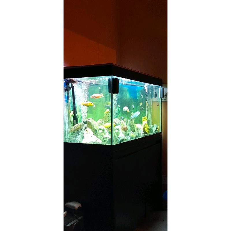 Fluval Roma 200 for sale