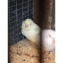 Baby budgies