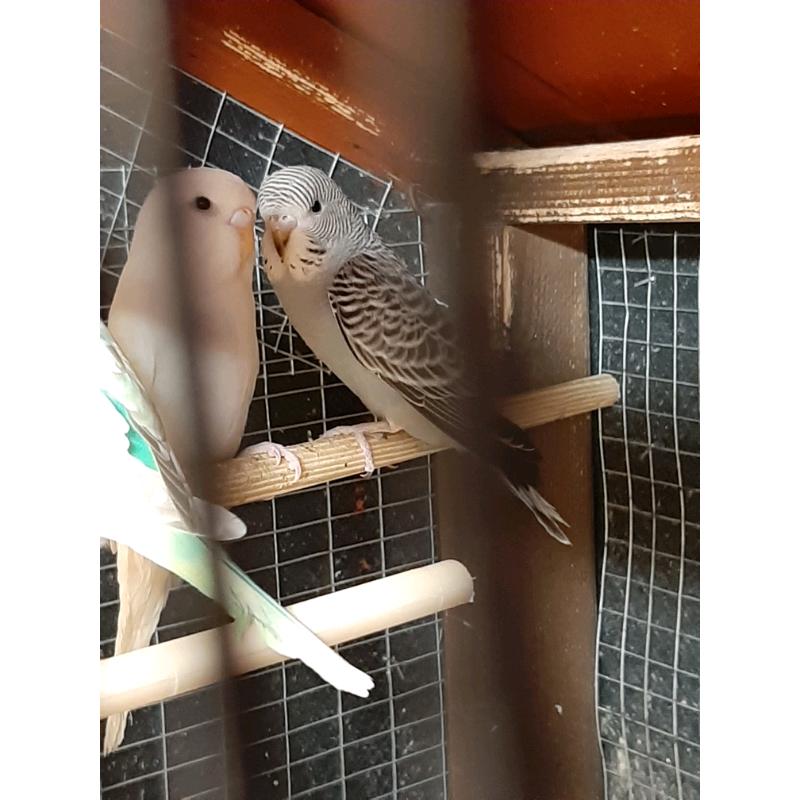 Baby budgies