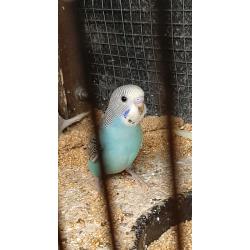 Baby budgies