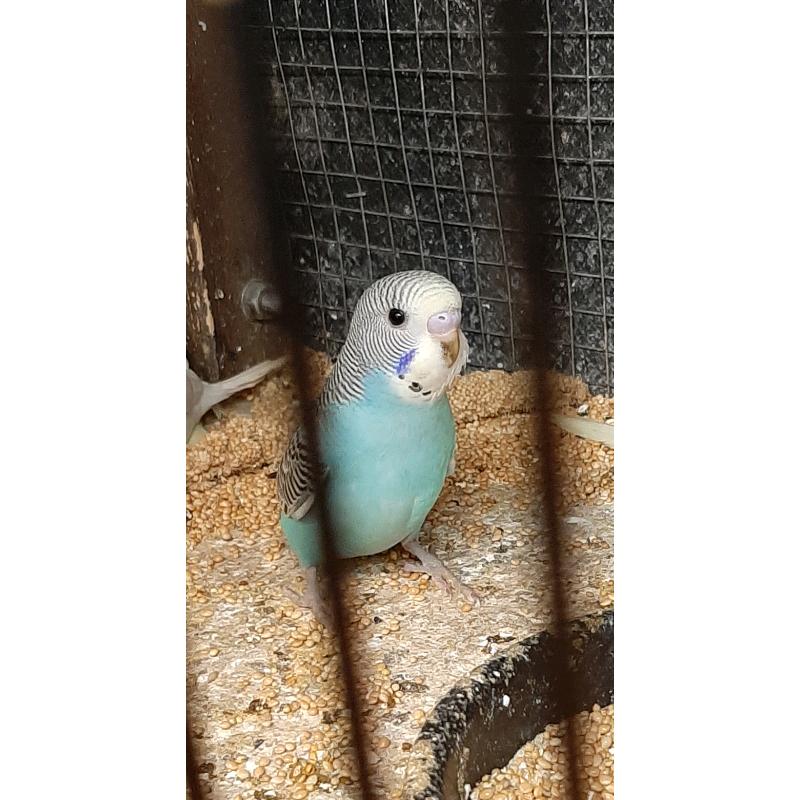 Baby budgies