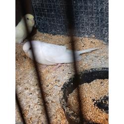 Baby budgies