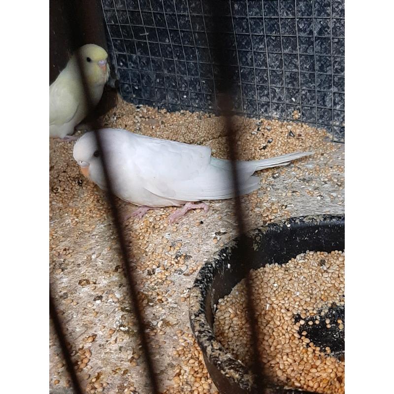Baby budgies
