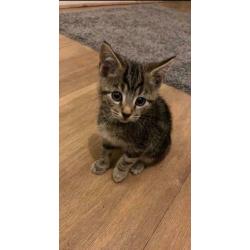 3 month old Tabby kitten (SOLD)