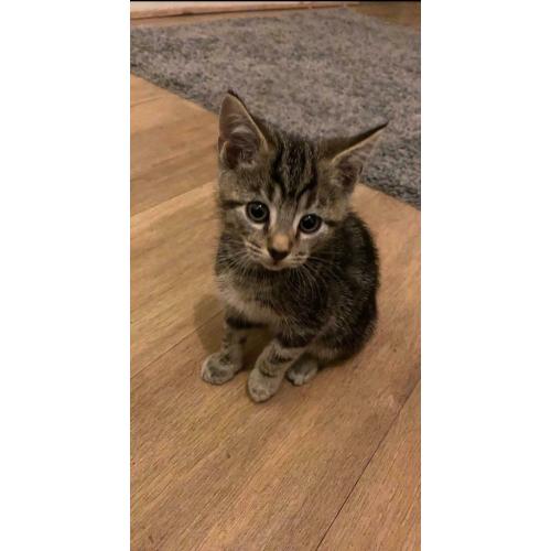 3 month old Tabby kitten (SOLD)