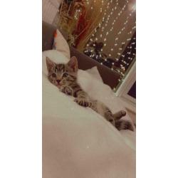 3 month old Tabby kitten (SOLD)