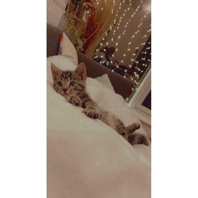 3 month old Tabby kitten (SOLD)