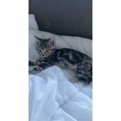 3 month old Tabby kitten (SOLD)