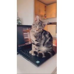 3 month old Tabby kitten (SOLD)