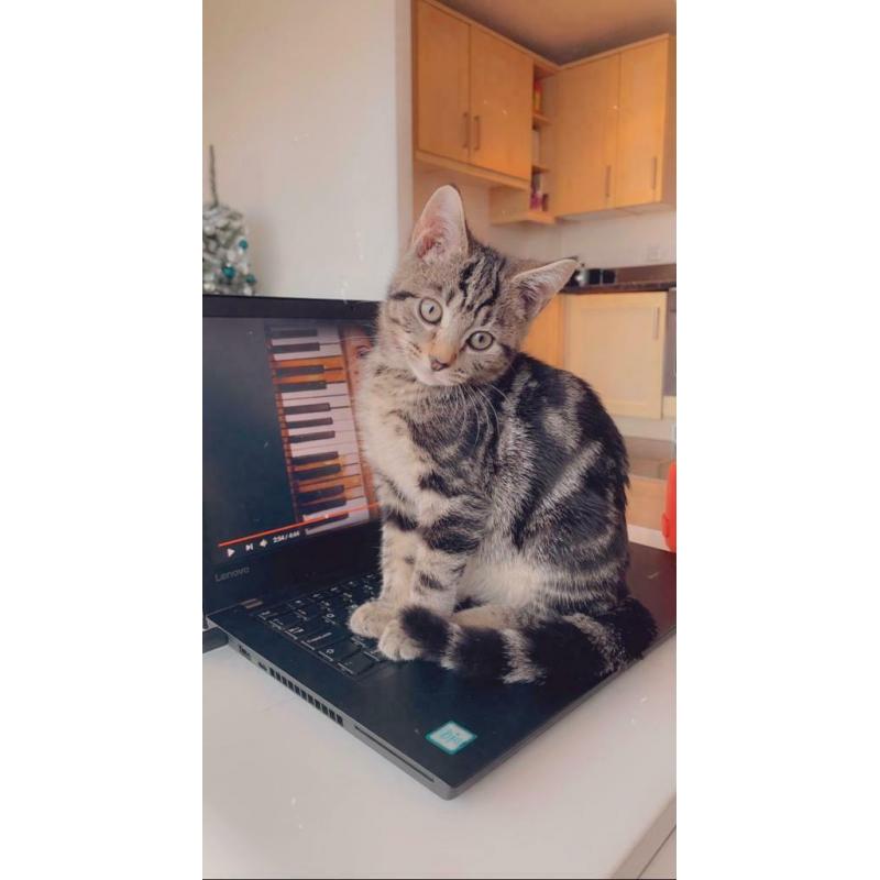 3 month old Tabby kitten (SOLD)