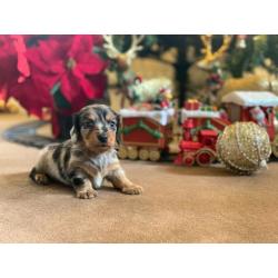 SOLD Long haired silver dapple puppie