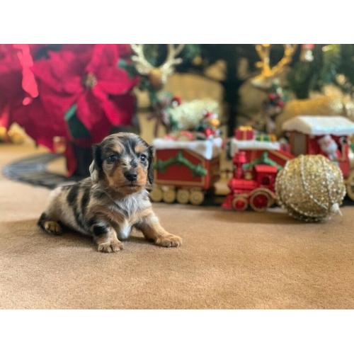 SOLD Long haired silver dapple puppie