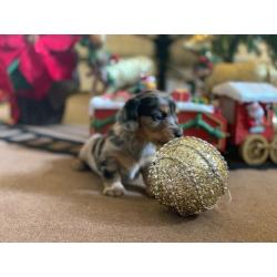 SOLD Long haired silver dapple puppie