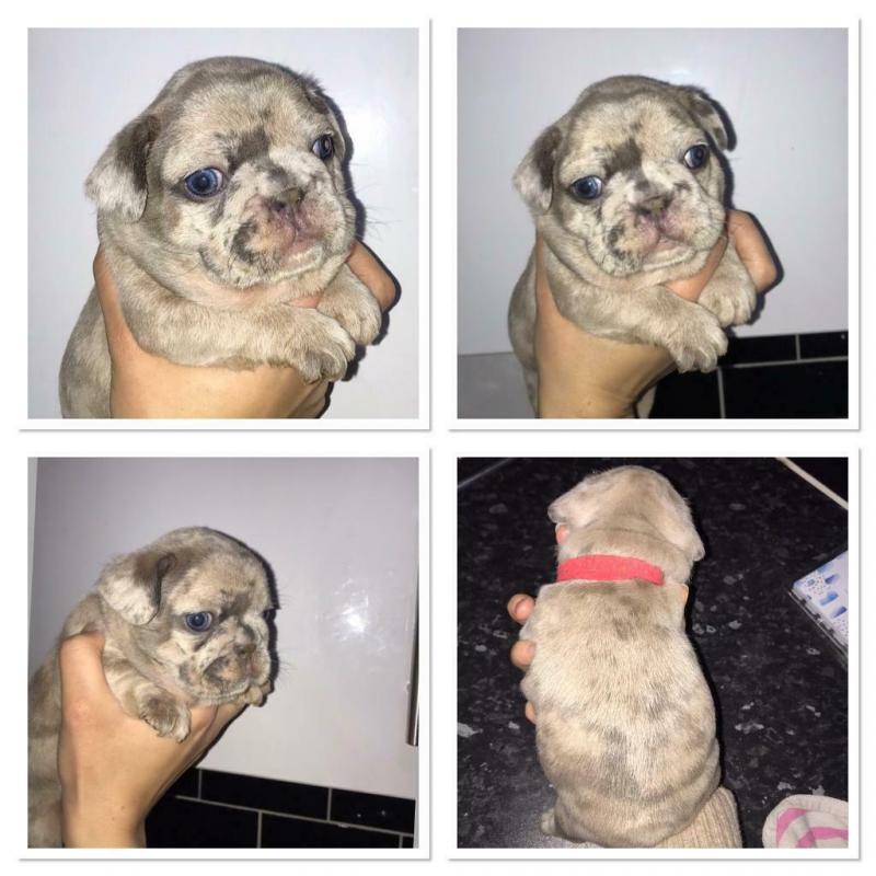 5 beautiful french bulldog available 4 Merle girls an 1 boy available