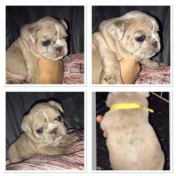 5 beautiful french bulldog available 4 Merle girls an 1 boy available