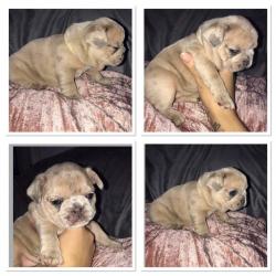 5 beautiful french bulldog available 4 Merle girls an 1 boy available