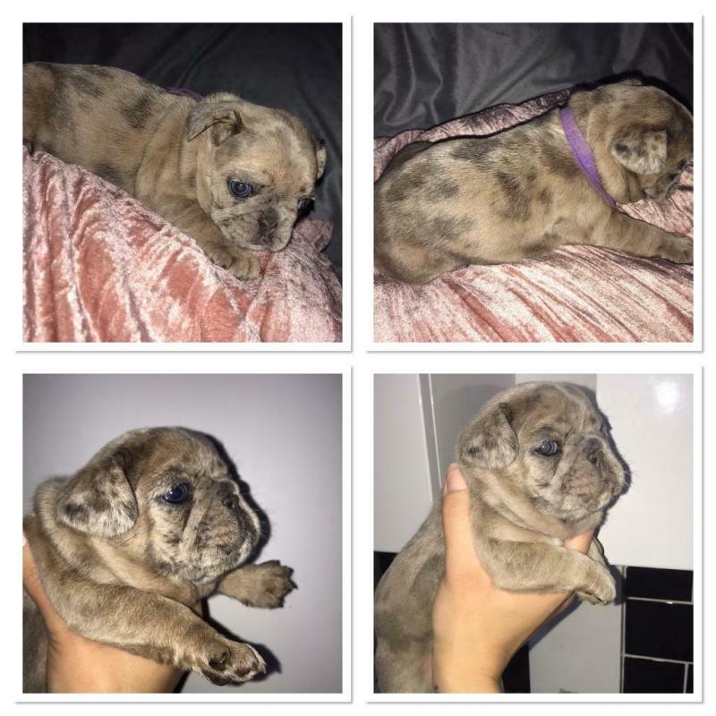 5 beautiful french bulldog available 4 Merle girls an 1 boy available