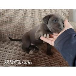 Blue Cane Corso
