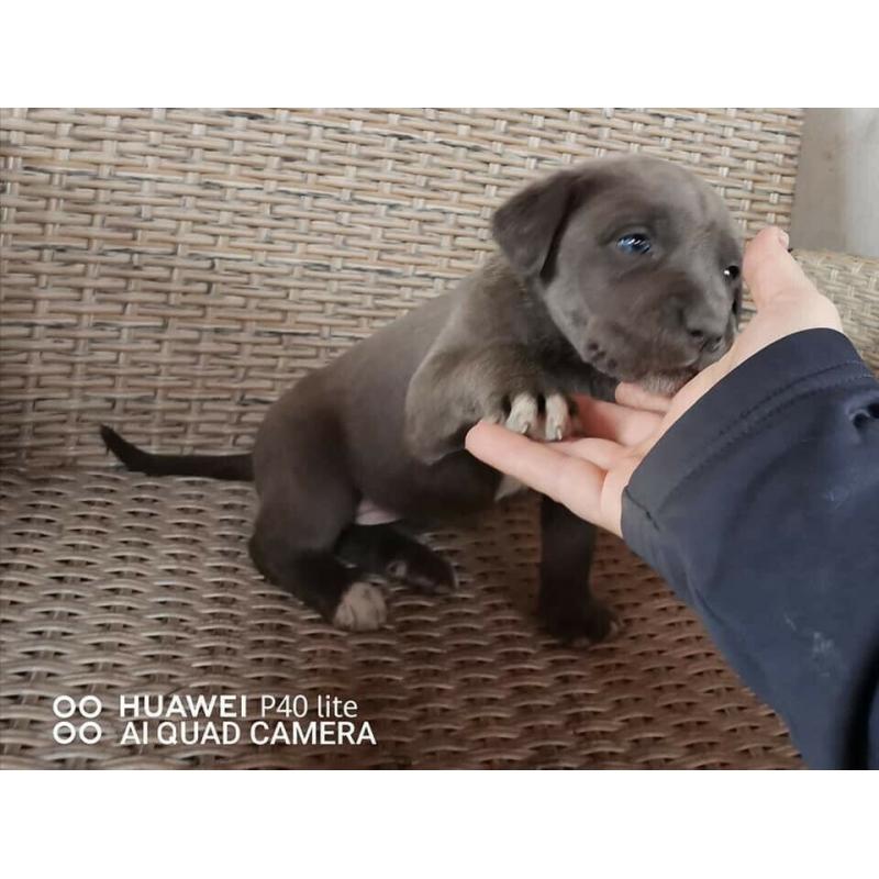 Blue Cane Corso