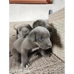 Blue Cane Corso