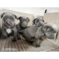 Blue Cane Corso