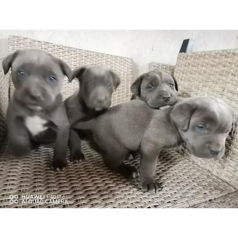 Blue Cane Corso